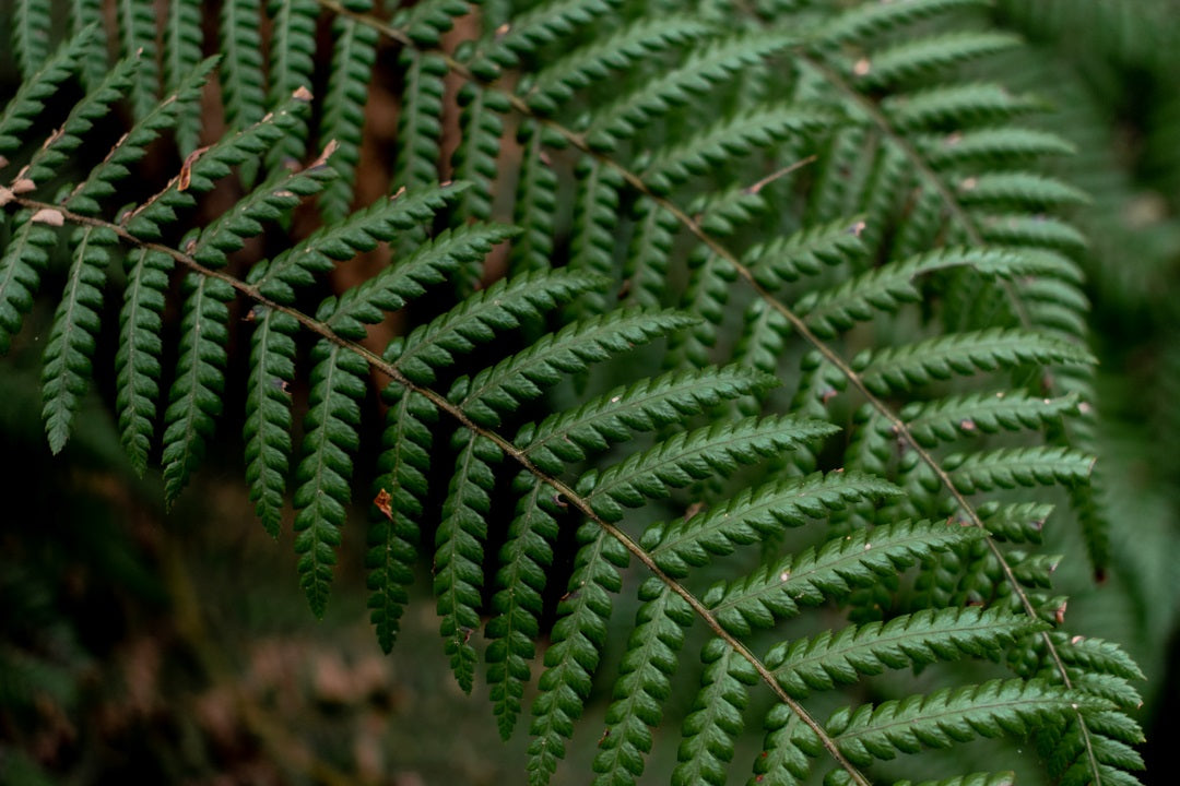 A close up of a fern.