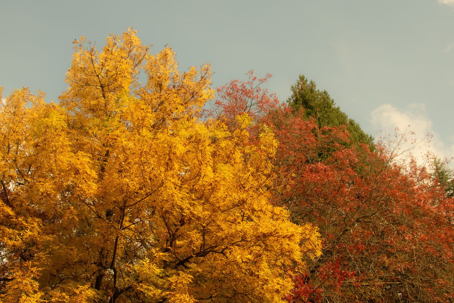 A green, red and yellow tree against a blue sky.