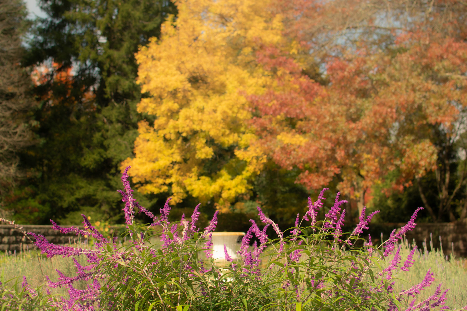 Pink flowers against a background of autumn trees.